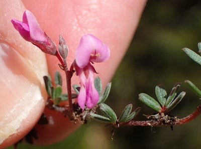Indigofera swartbergensis, photographed by Nicola van Berkel