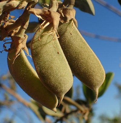 Stirtonanthus taylorianus, photographed by Nicola van Berkel
