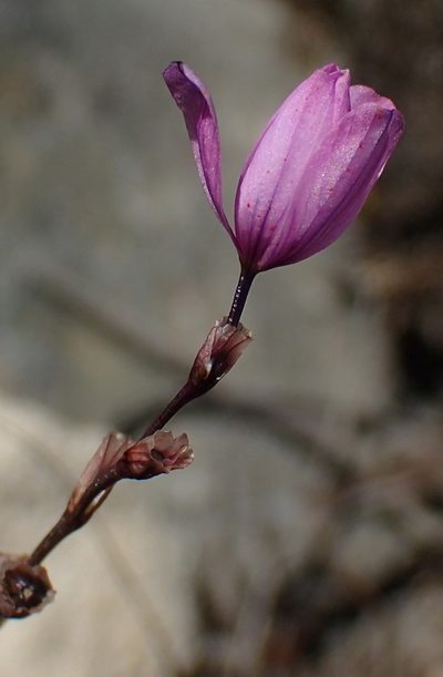 Ixia confusa, photographed by Nicola van Berkel
