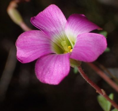 Oxalis heterophylla, photographed by Nicola van Berkel