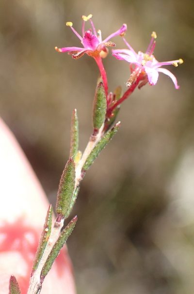 Agathosma purpurea, photographed by Nicola van Berkel