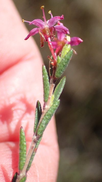 Agathosma purpurea, photographed by Nicola van Berkel