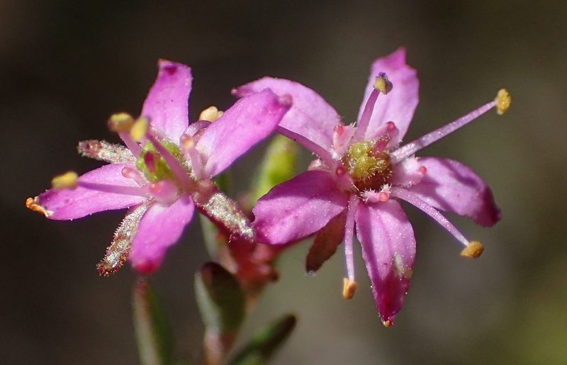 Agathosma purpurea, photographed by Nicola van Berkel