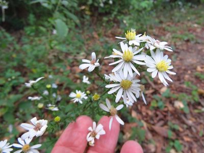 Symphyotrichum drummondii, photographed by Annika Lindqvist