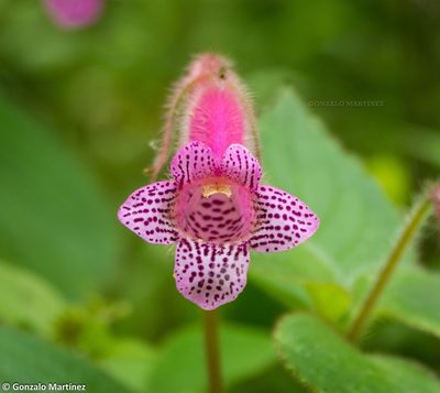 Seemannia gymnostoma, photographed by Gonzalo Martinez