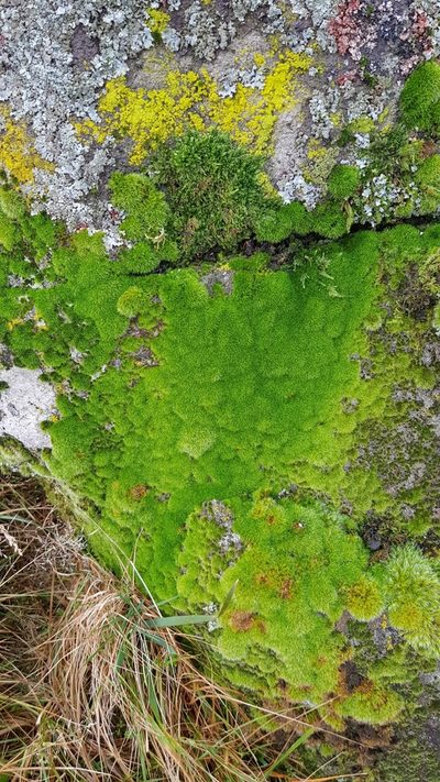 Grimmia trichophylla, photographed by Neil Clark