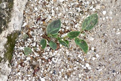 Acleisanthes anisophylla, photographed by Michelle W. （鍾偉瑋）
