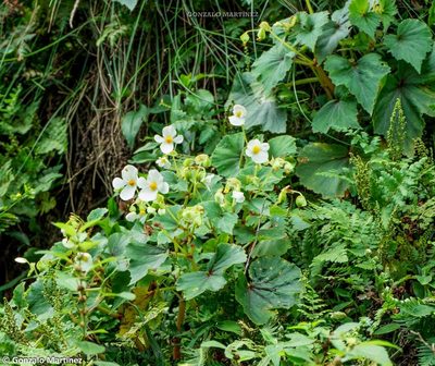 Begonia micranthera, photographed by Gonzalo Martinez