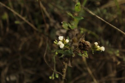 Chromolaena bullata, photographed by Andrés Ramírez-Barrera