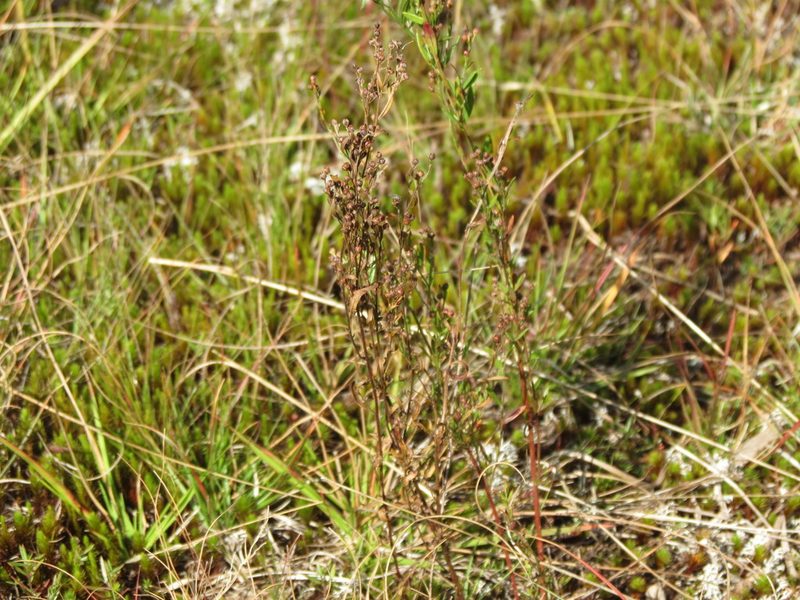 Lechea intermedia, photographed by Reuven Martin