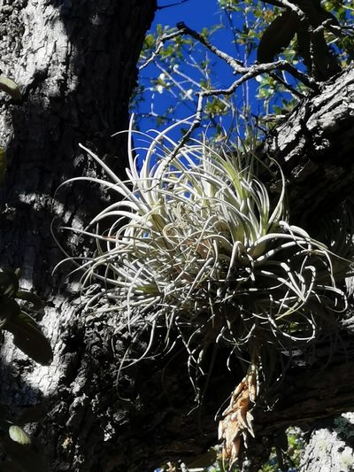 Tillandsia erubescens, photographed by M. Socorro González Elizondo