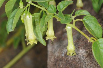 Salpichroa scandens, photographed by aacocucci