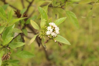 Stevia lucida, photographed by Andrés Ramírez-Barrera