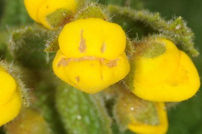 Calceolaria plectranthifolia, photographed by aacocucci