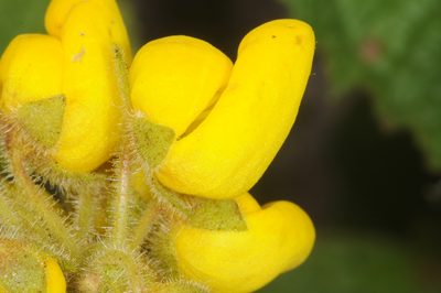 Calceolaria plectranthifolia, photographed by aacocucci