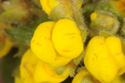 Calceolaria plectranthifolia, photographed by aacocucci