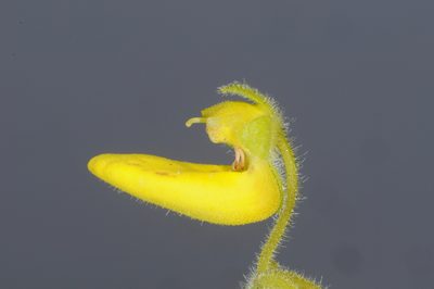 Calceolaria polyclada, photographed by aacocucci