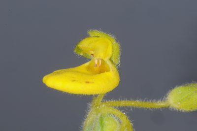 Calceolaria polyclada, photographed by aacocucci