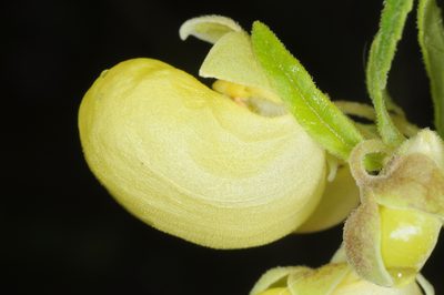 Calceolaria schickendantziana, photographed by aacocucci