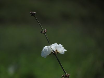 Aquarius grandiflorus, photographed by Matias Cabezas