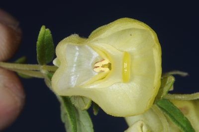 Calceolaria schickendantziana, photographed by aacocucci