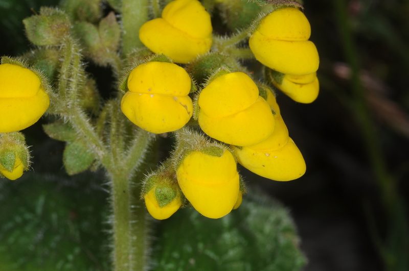 Calceolaria plectranthifolia, photographed by aacocucci