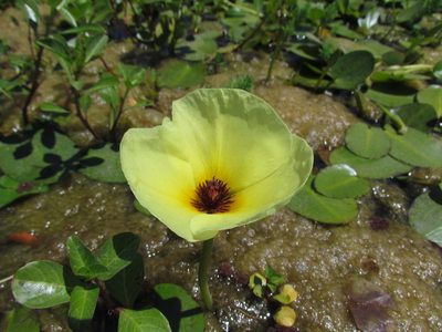 Hydrocleys nymphoides, photographed by Matias Cabezas