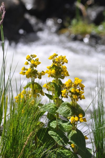 Calceolaria plectranthifolia, photographed by aacocucci