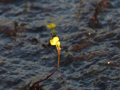 Utricularia geminiscapa, photographed by Reuven Martin