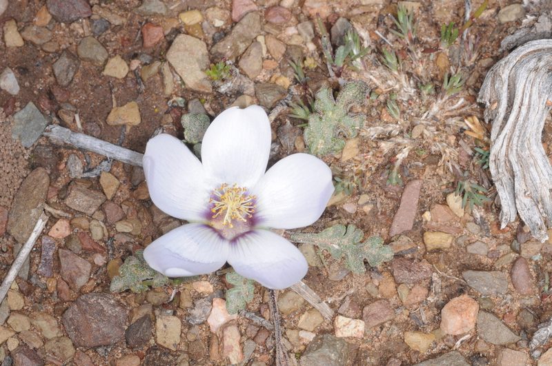 Nototriche glauca, photographed by aacocucci