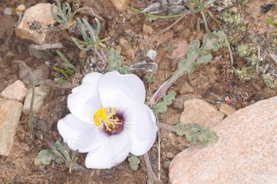 Nototriche glauca, photographed by aacocucci
