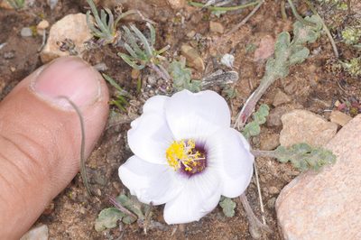 Nototriche glauca, photographed by aacocucci