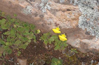 Calceolaria glacialis, photographed by aacocucci
