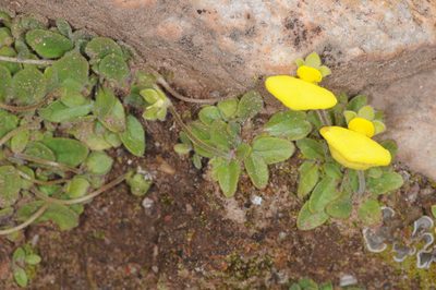 Calceolaria glacialis, photographed by aacocucci