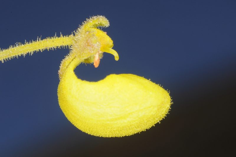 Calceolaria santolinoides, photographed by aacocucci