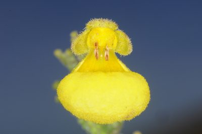 Calceolaria santolinoides, photographed by aacocucci
