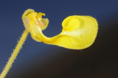 Calceolaria santolinoides, photographed by aacocucci