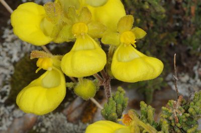 Calceolaria santolinoides, photographed by aacocucci