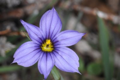 Sisyrinchium chilense, photographed by aacocucci