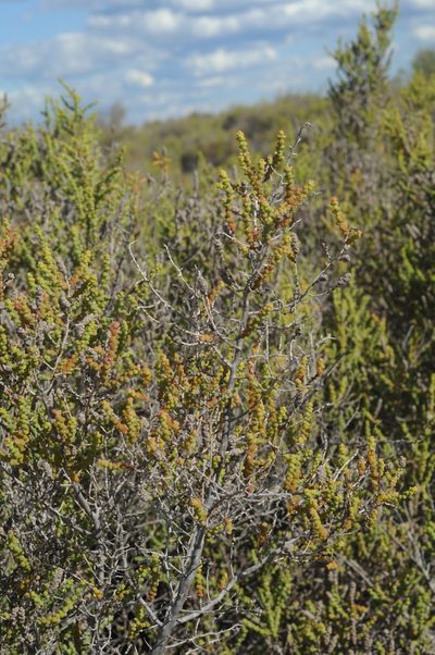 Allenrolfea patagonica, photographed by aacocucci