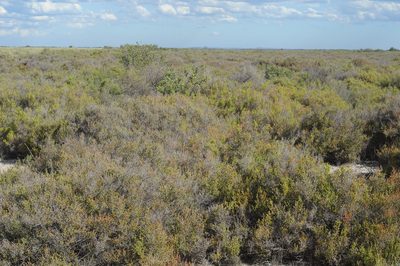 Allenrolfea patagonica, photographed by aacocucci