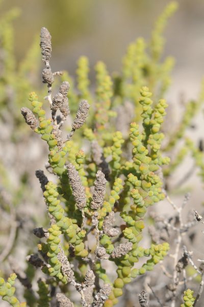 Allenrolfea patagonica, photographed by aacocucci
