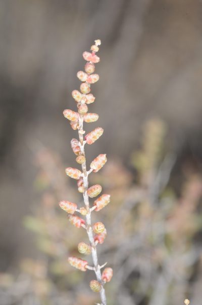 Heterostachys ritteriana, photographed by aacocucci