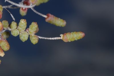 Heterostachys ritteriana, photographed by aacocucci