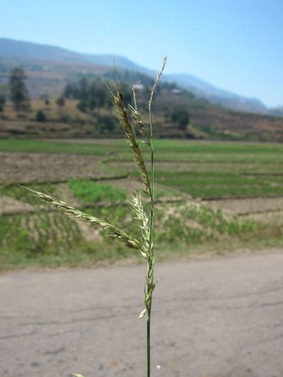 Echinochloa stagnina, photographed by bat (Maria Vorontsova)