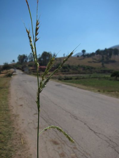 Echinochloa stagnina, photographed by bat (Maria Vorontsova)