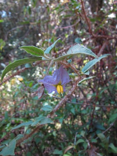 Solanum myoxotrichum, photographed by bat (Maria Vorontsova)