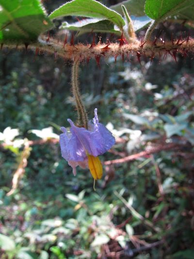 Solanum myoxotrichum, photographed by bat (Maria Vorontsova)