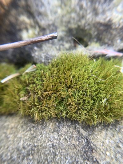 Tortella fragilis, photographed by Brandon Corder