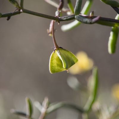 Roepera angustifolia, photographed by Kym Nicolson